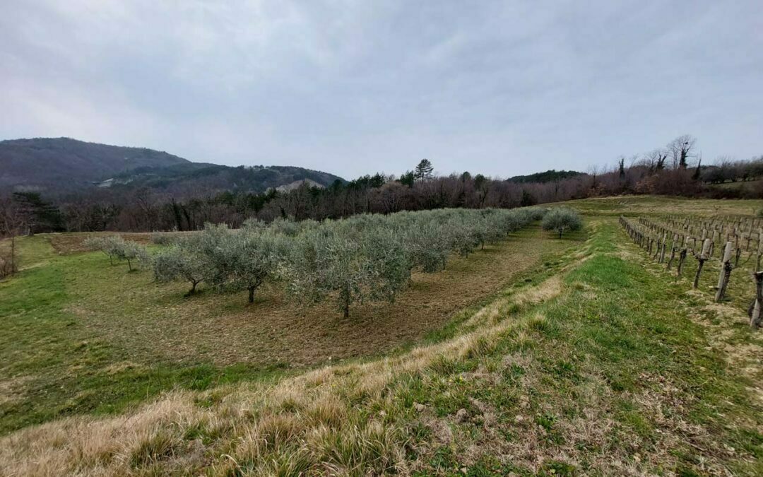 Okolica Buzeta – maslinik