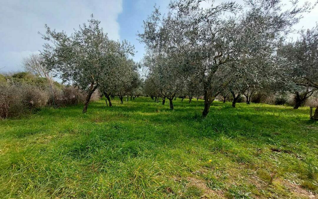 Šikići – poljoprivredno zemljište