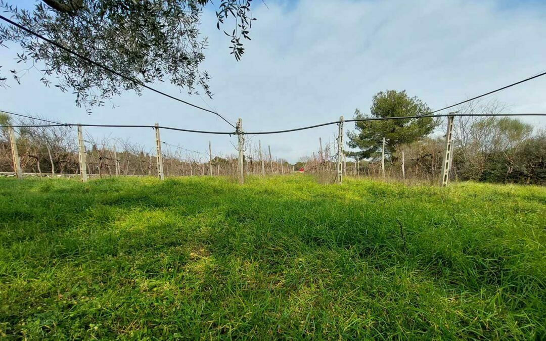 Šikići – Put od fortica – maslinik, vinograd