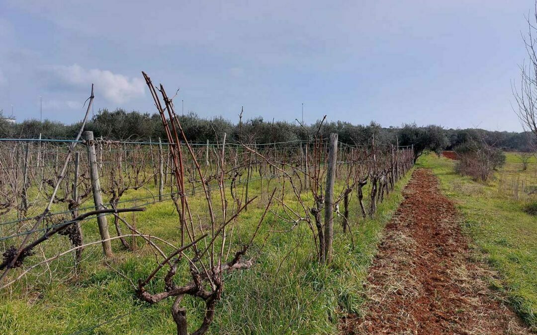 Šikići – Put od fortica – poljoprivredno zemljište