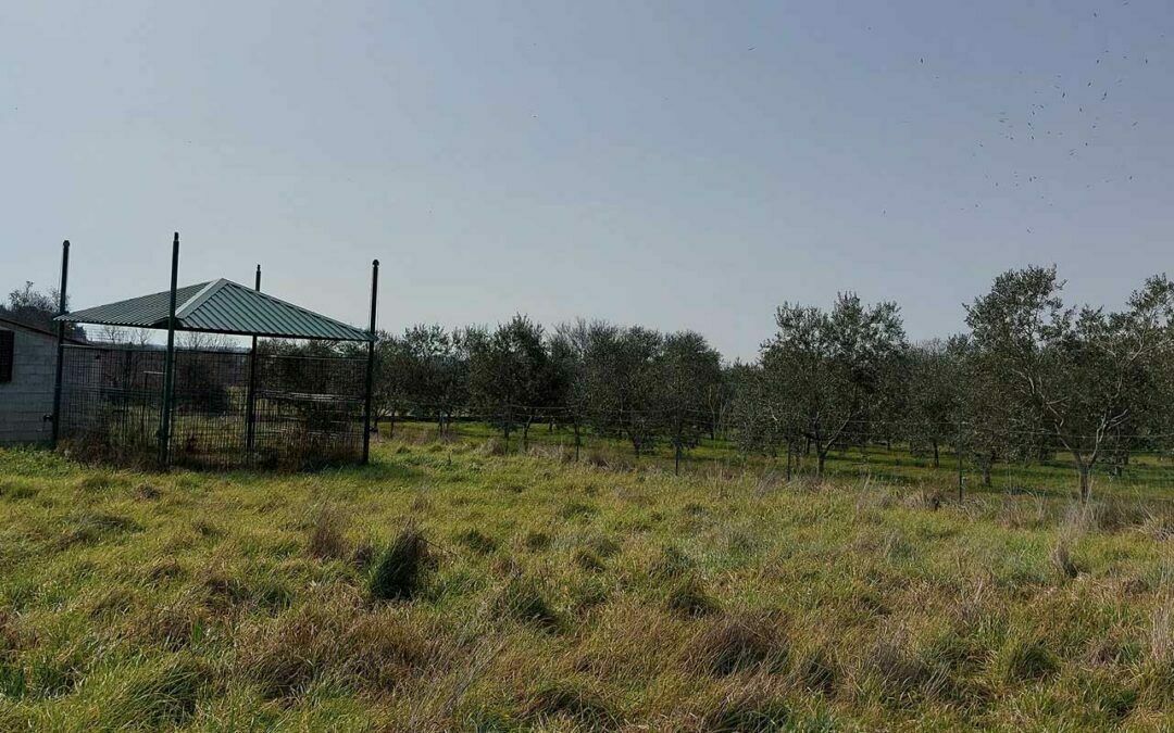 Šikići – Put od fortica – poljoprivredno zemljište