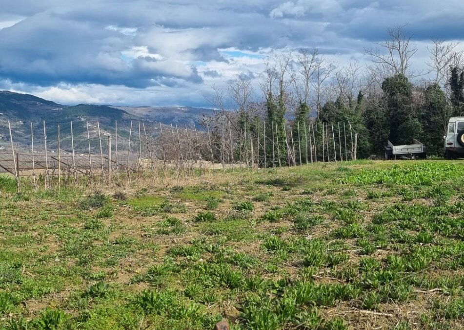 Motovun – građevinsko zemljište